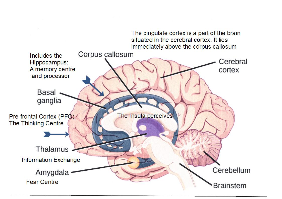 My brain hurts – Find Your Nudge