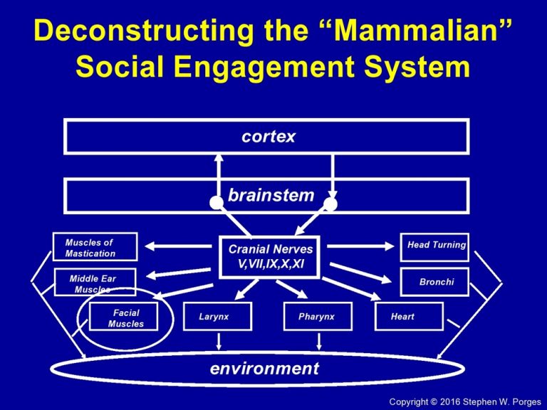 polyvagal-theory-what-are-the-practical-implications-your-nudge