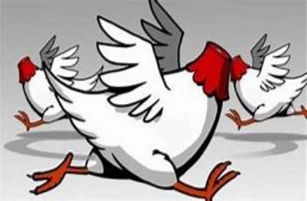 Headless Chicken